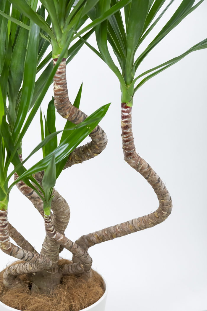 観葉植物 ユッカ ブランチ（10号鉢）の写真9枚目