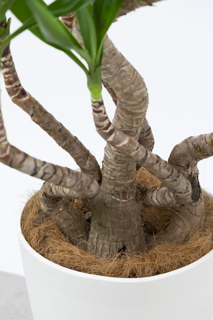 観葉植物 ユッカ ブランチ（10号鉢）の写真11枚目