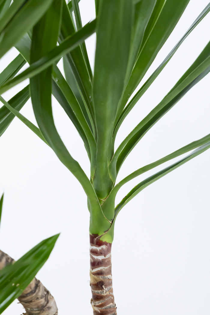 観葉植物 ユッカ ブランチ（10号鉢）｜HanaPrime（ハナプライム）