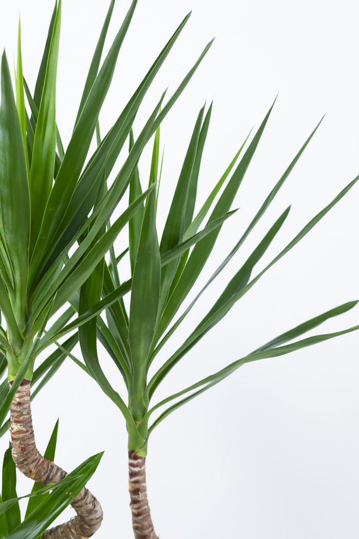 観葉植物 ユッカ ブランチ（10号鉢）の写真13枚目