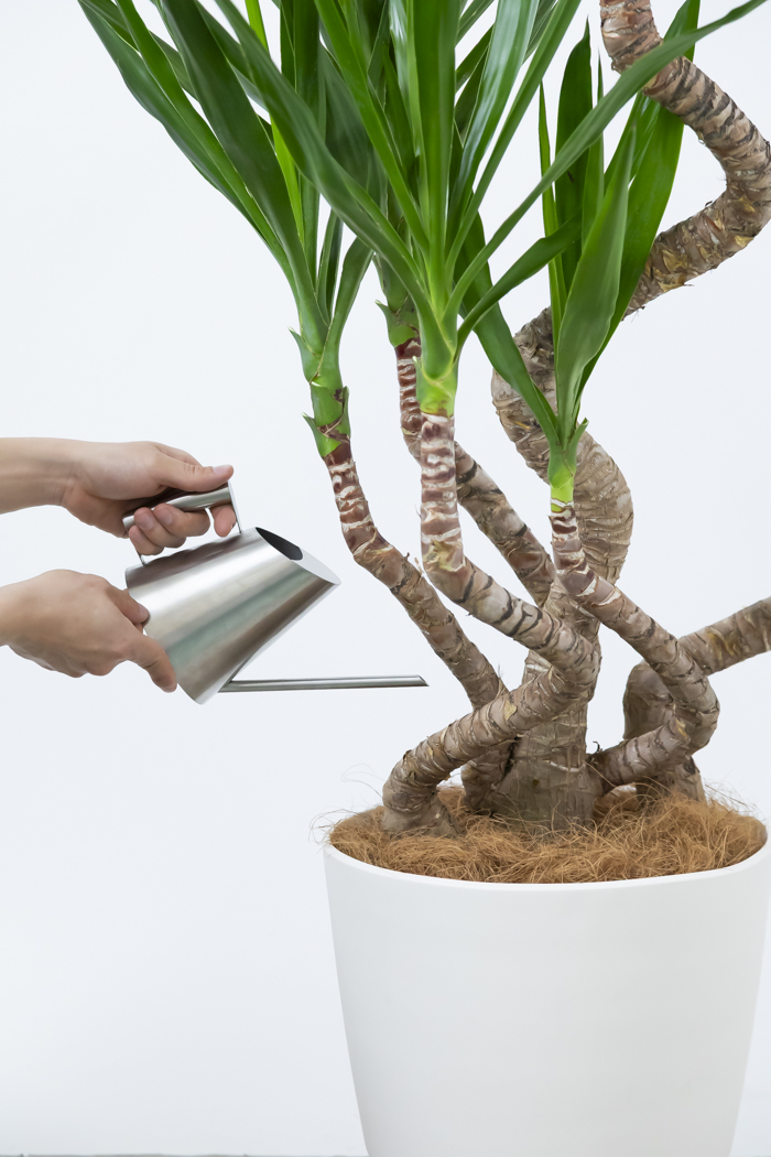 観葉植物 ユッカ ブランチ（10号鉢）の写真14枚目