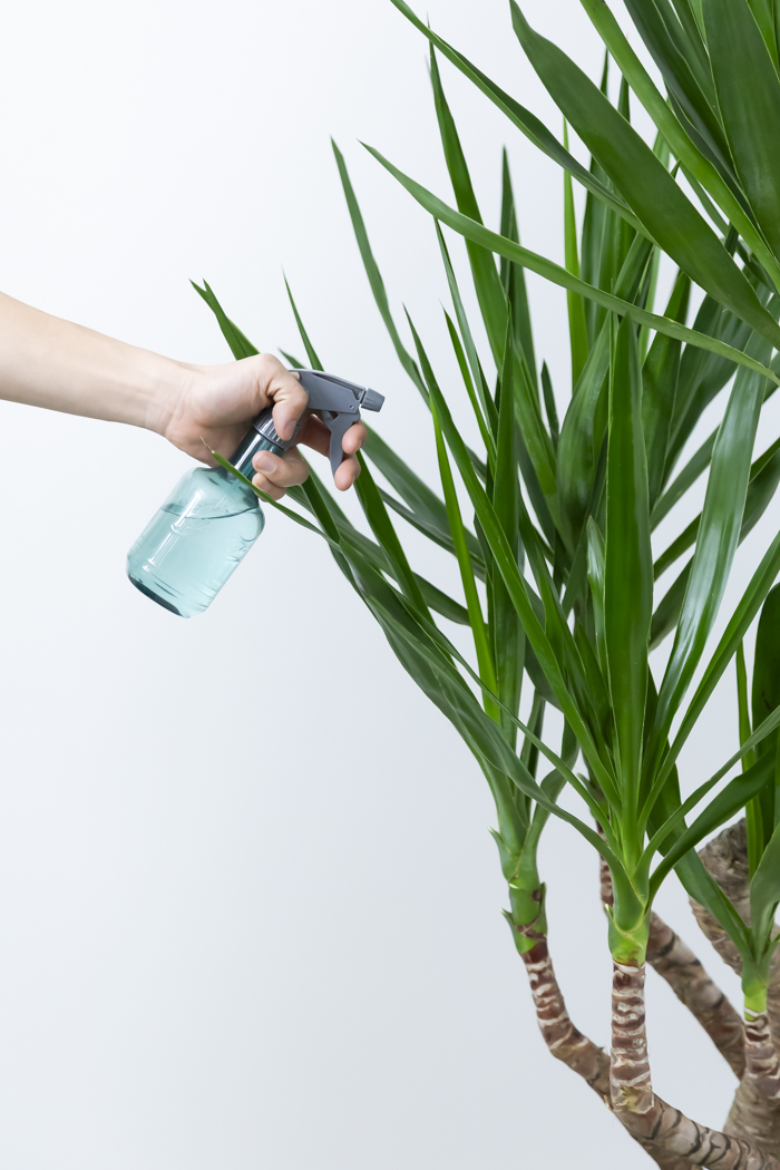 観葉植物 ユッカ ブランチ（10号鉢）の写真15枚目