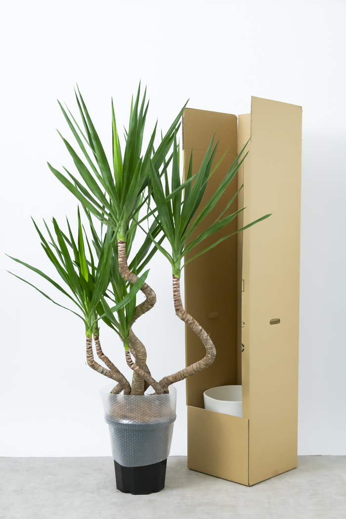 観葉植物 ユッカ ブランチ（10号鉢）の写真16枚目