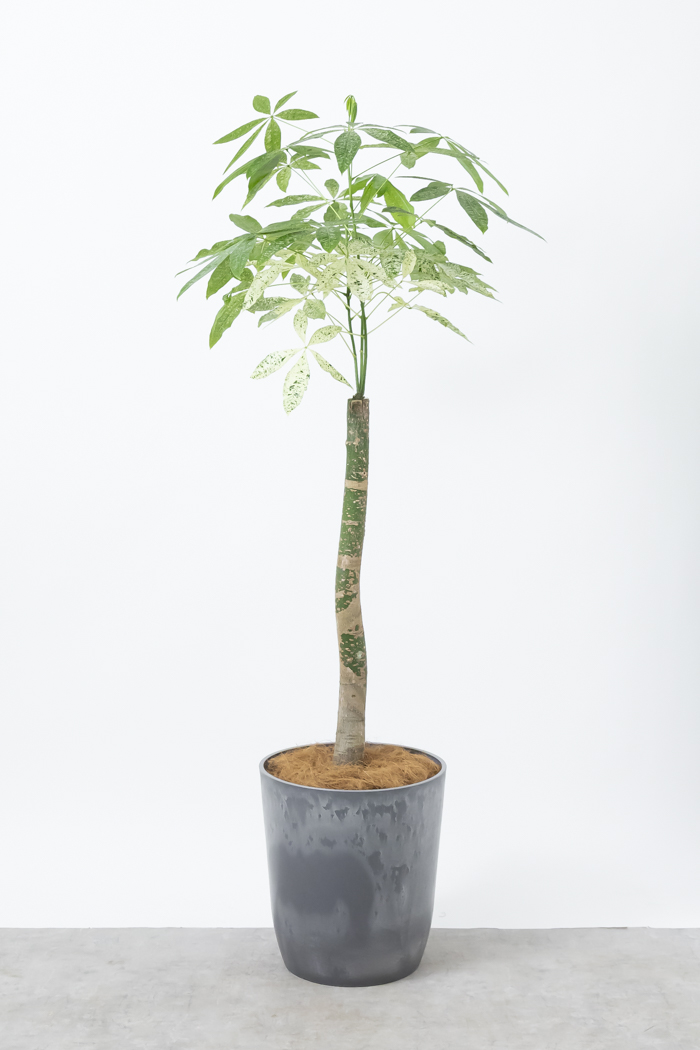 観葉植物 パキラ ミルキーウェイ 一点もの（10号鉢）の写真1枚目