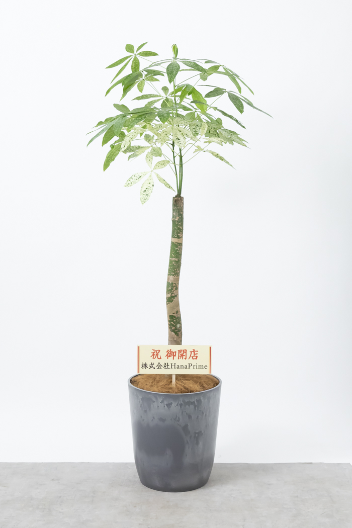 観葉植物 パキラ ミルキーウェイ 一点もの（10号鉢）の写真2枚目