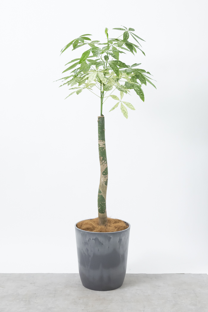 観葉植物 パキラ ミルキーウェイ 一点もの（10号鉢）｜HanaPrime（ハナ