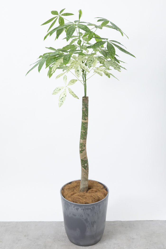 観葉植物 パキラ ミルキーウェイ 一点もの（10号鉢）の写真4枚目