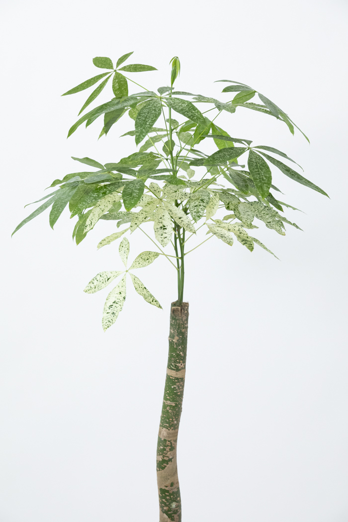 観葉植物 パキラ ミルキーウェイ 一点もの（10号鉢）の写真5枚目