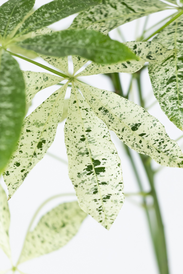 観葉植物 パキラ ミルキーウェイ 一点もの（10号鉢）の写真6枚目