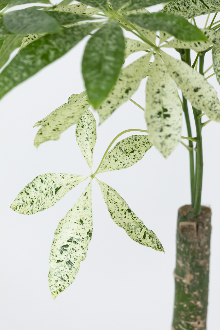 パキラ ミルキーウェイ 10 観葉植物 パキラ ミルキーウェイ 一点もの（10号鉢）｜HanaPrime（ハナ