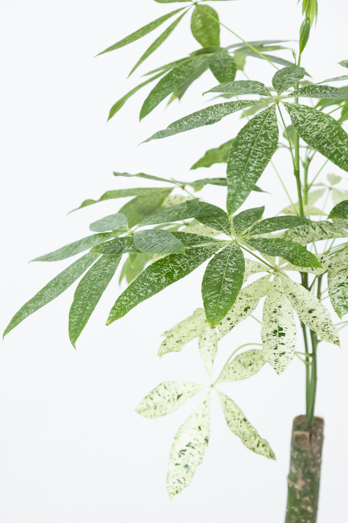 観葉植物 パキラ ミルキーウェイ 一点もの（10号鉢）の写真8枚目