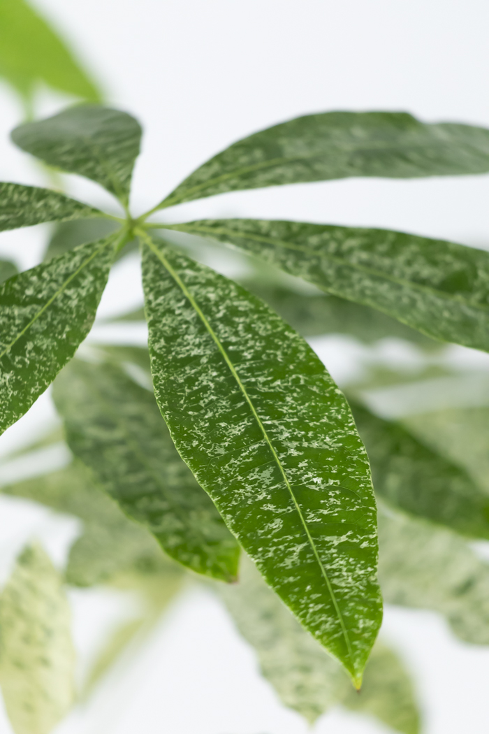 観葉植物 パキラ ミルキーウェイ 一点もの（10号鉢）の写真9枚目