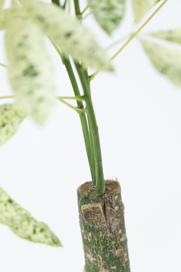 観葉植物 パキラ ミルキーウェイ 一点もの（10号鉢）の写真10枚目