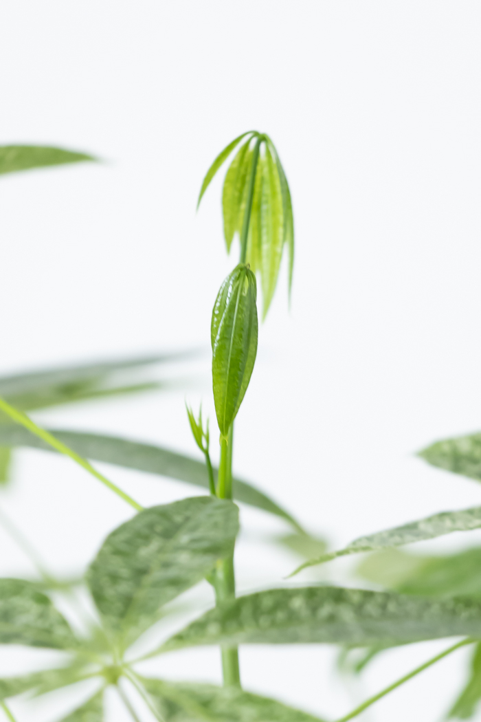 観葉植物 パキラ ミルキーウェイ 一点もの（10号鉢）の写真11枚目