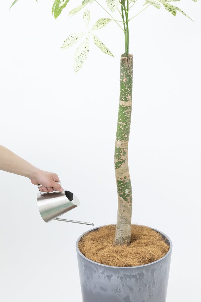 観葉植物 パキラ ミルキーウェイ 一点もの（10号鉢）の写真14枚目