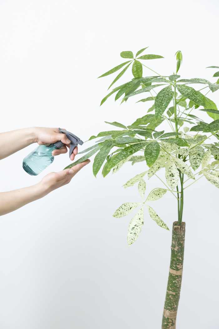 観葉植物 パキラ ミルキーウェイ 一点もの（10号鉢）の写真15枚目