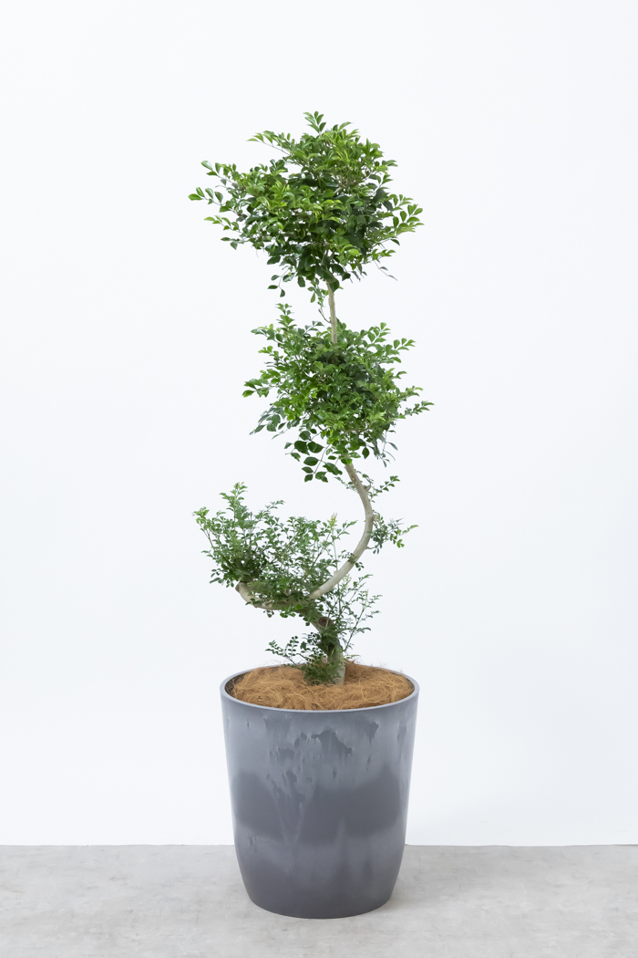 観葉植物 シマトネリコ曲がり 一点もの（10号鉢）の写真1枚目