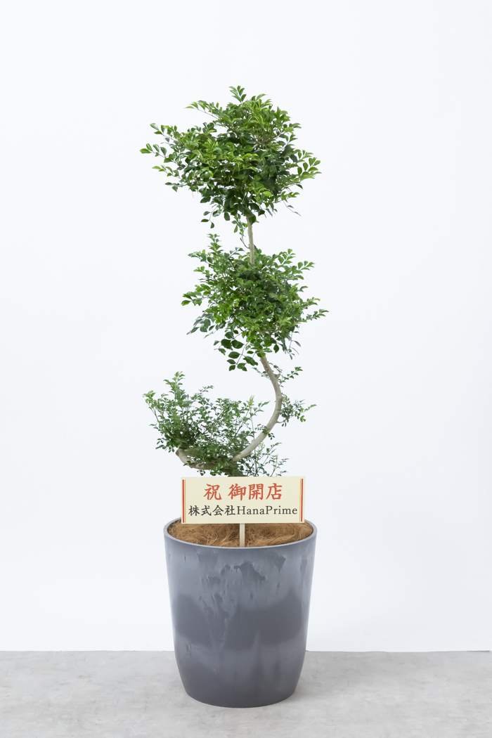 フィカス ウンベラータ 10号150cm S-shaped tree form 観葉植物 フィカス・ウンベラータ 10号鉢（シュエットポット・青