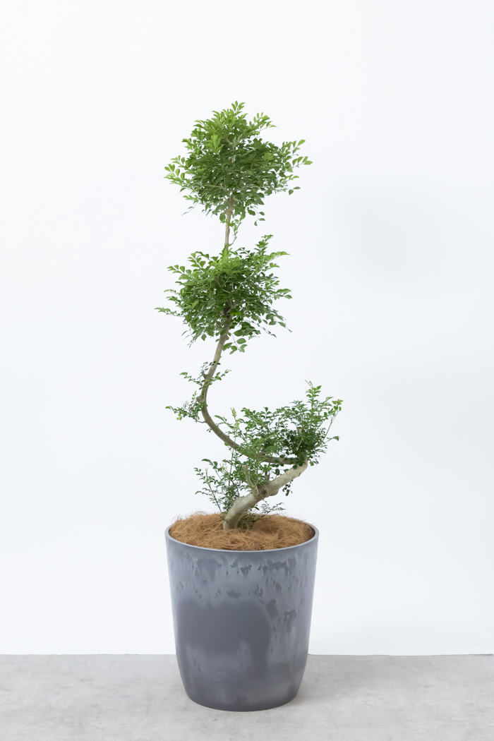 観葉植物 シマトネリコ曲がり 一点もの（10号鉢）の写真3枚目