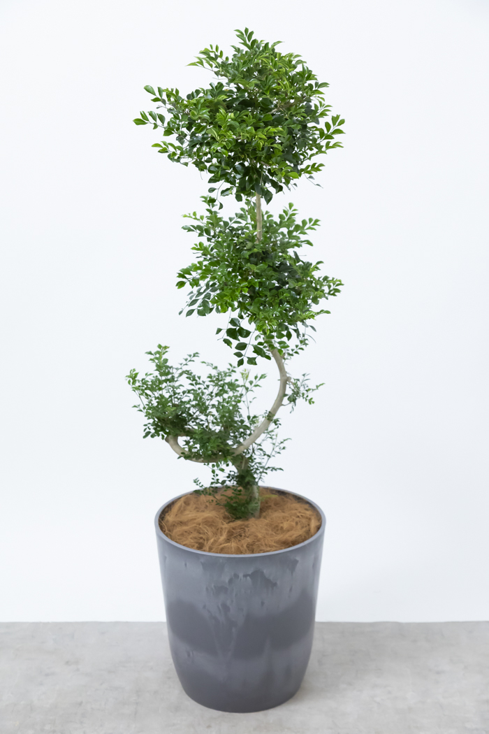 観葉植物 シマトネリコ曲がり 一点もの（10号鉢）の写真4枚目