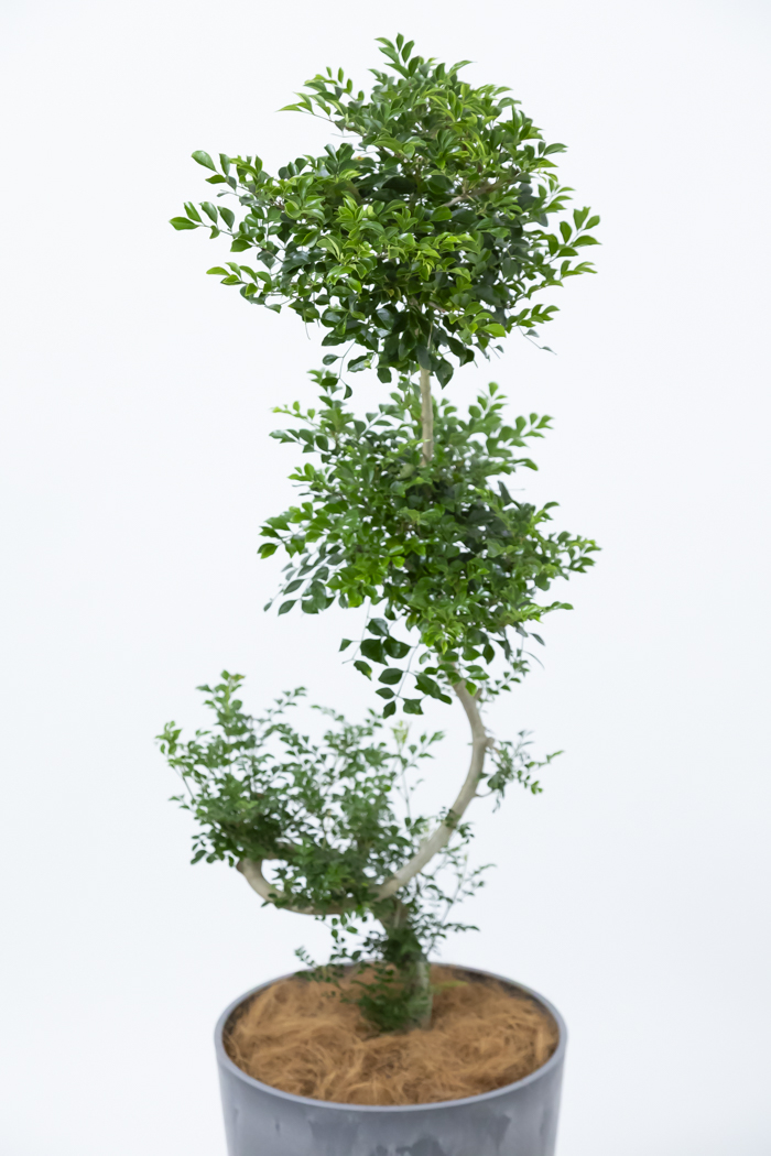 観葉植物 シマトネリコ曲がり 一点もの（10号鉢）の写真5枚目