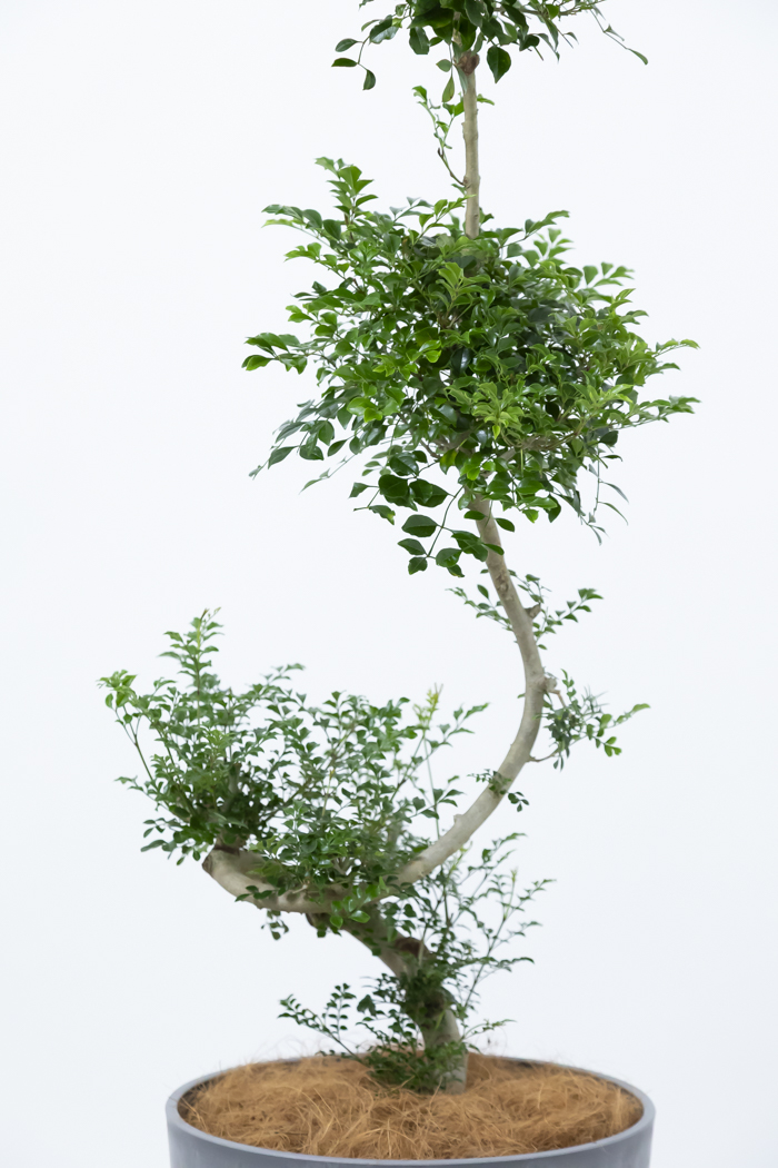 観葉植物 シマトネリコ曲がり 一点もの（10号鉢）の写真6枚目