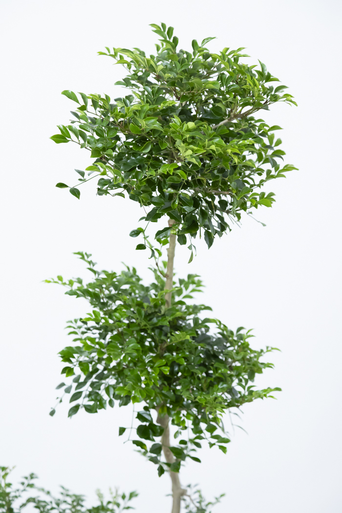 観葉植物 シマトネリコ曲がり 一点もの（10号鉢）の写真7枚目