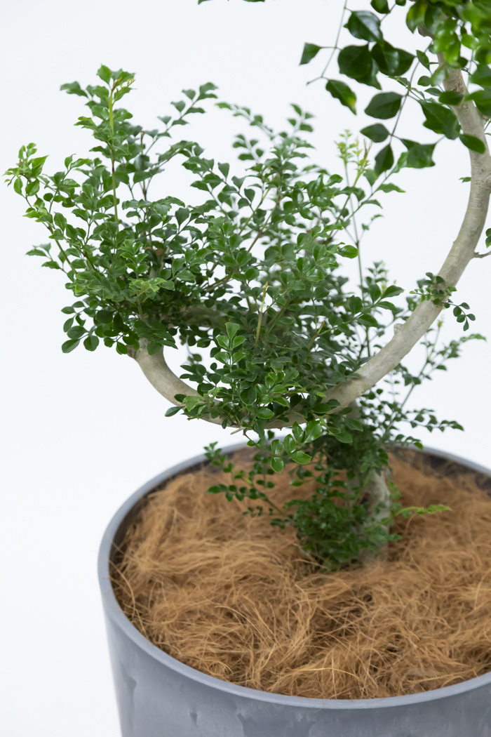 観葉植物 シマトネリコ曲がり 一点もの（10号鉢）の写真8枚目