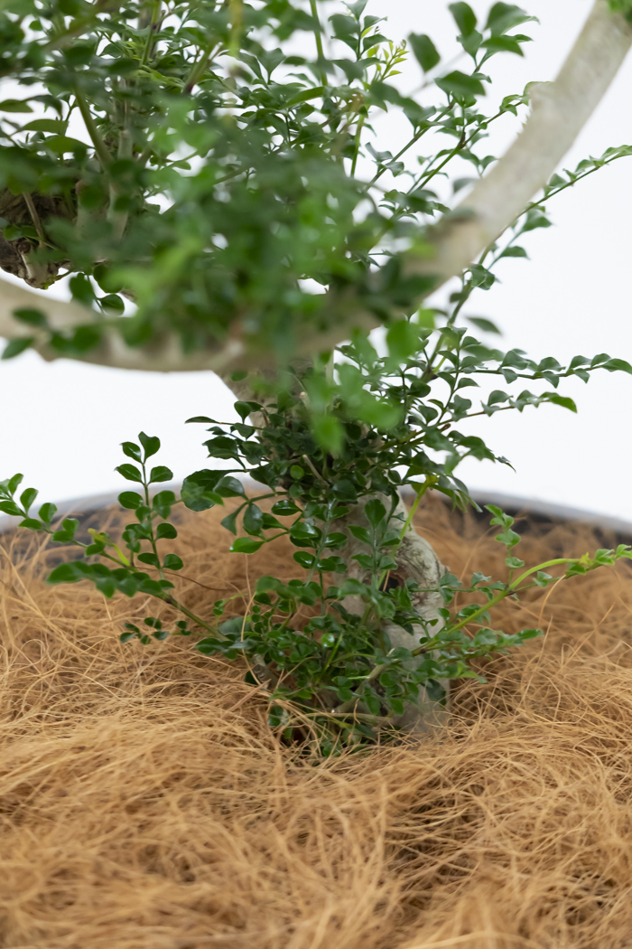観葉植物 シマトネリコ曲がり 一点もの（10号鉢）の写真10枚目