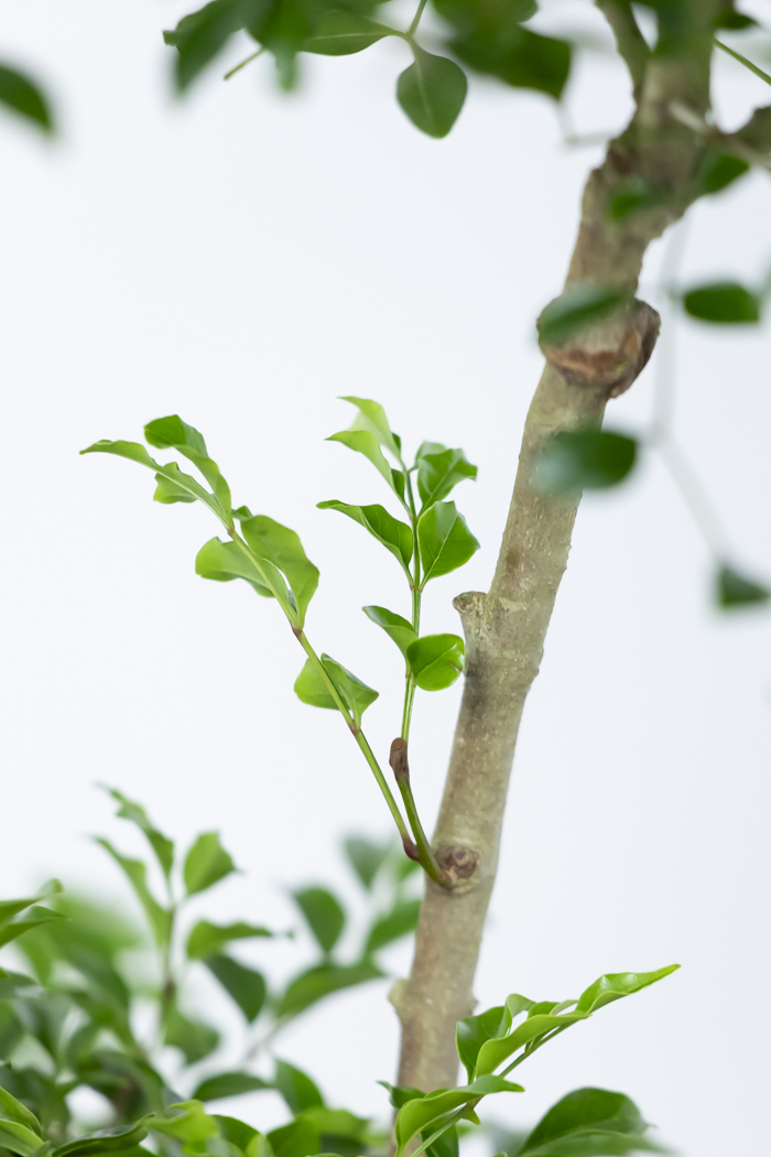 観葉植物 シマトネリコ曲がり 一点もの（10号鉢）の写真12枚目