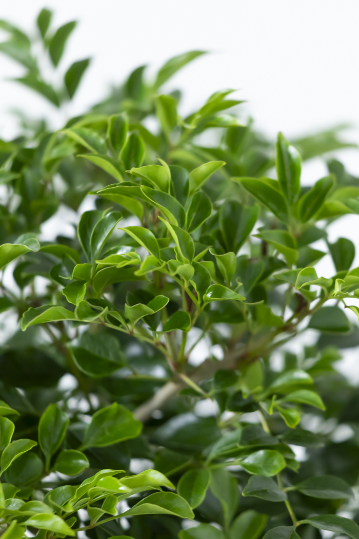 観葉植物 シマトネリコ曲がり 一点もの（10号鉢）の写真13枚目