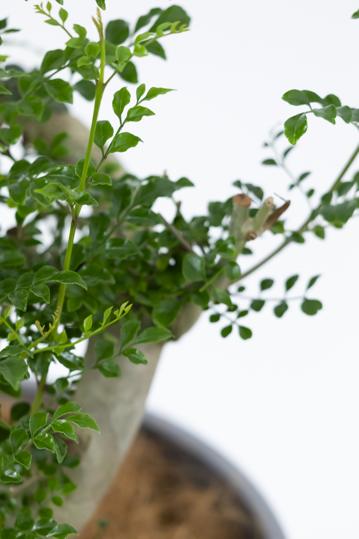 観葉植物 シマトネリコ曲がり 一点もの（10号鉢）の写真14枚目
