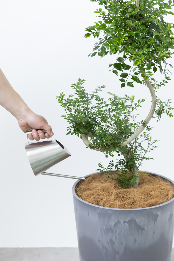 観葉植物 シマトネリコ曲がり 一点もの（10号鉢）の写真15枚目