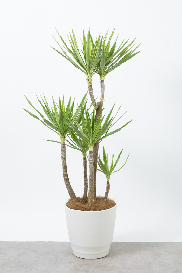 観葉植物 ユッカ斑入り（10号鉢）の写真1枚目