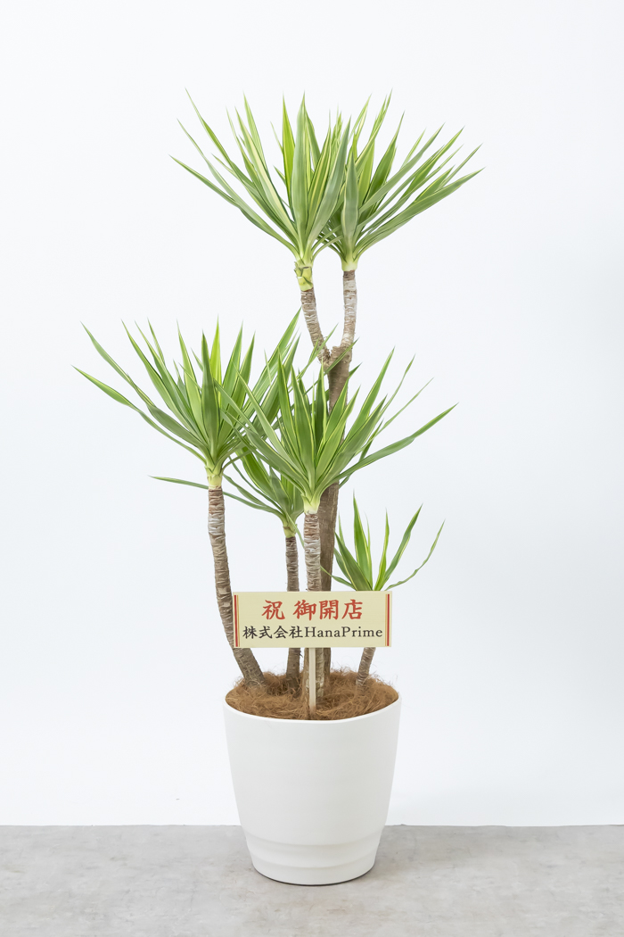 観葉植物 ユッカ斑入り（10号鉢）の写真2枚目