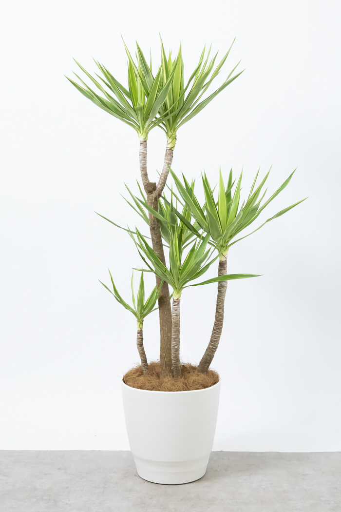 観葉植物 ユッカ斑入り（10号鉢）の写真3枚目