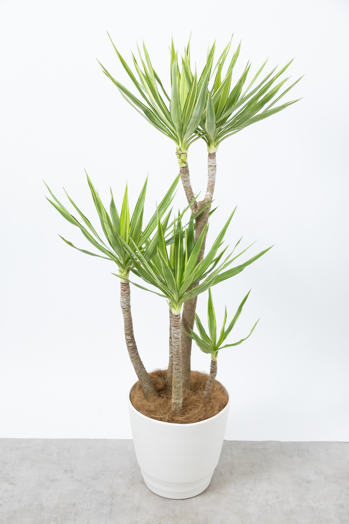観葉植物 ユッカ斑入り（10号鉢）の写真4枚目