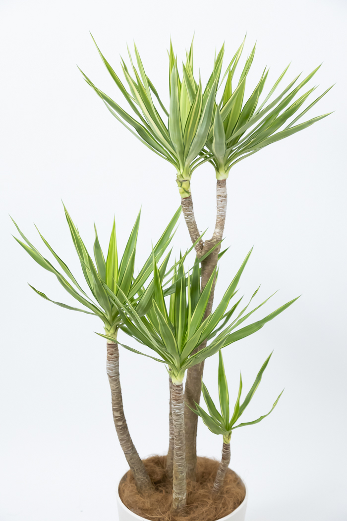 観葉植物 ユッカ斑入り（10号鉢）の写真5枚目