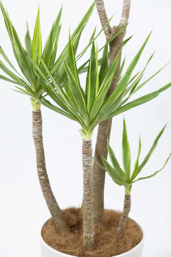 観葉植物 ユッカ斑入り（10号鉢）の写真6枚目