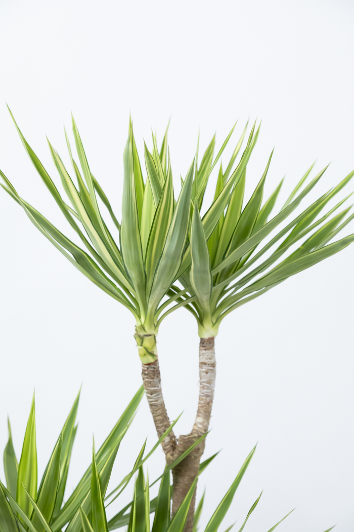 観葉植物 ユッカ斑入り（10号鉢）の写真7枚目