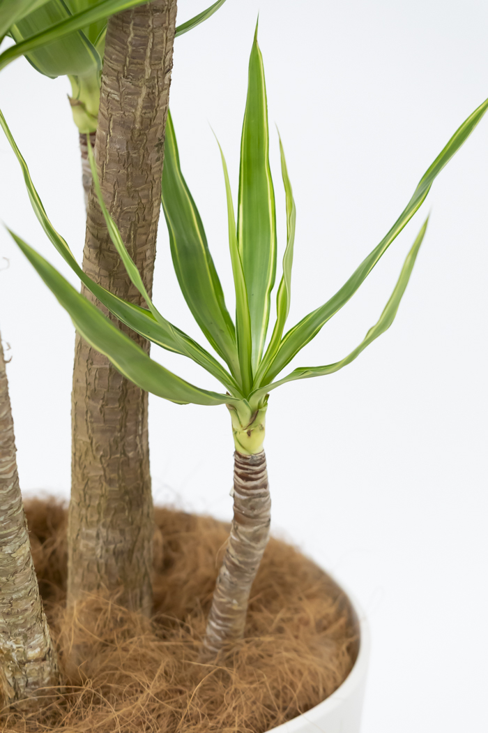 観葉植物 ユッカ斑入り（10号鉢）の写真8枚目