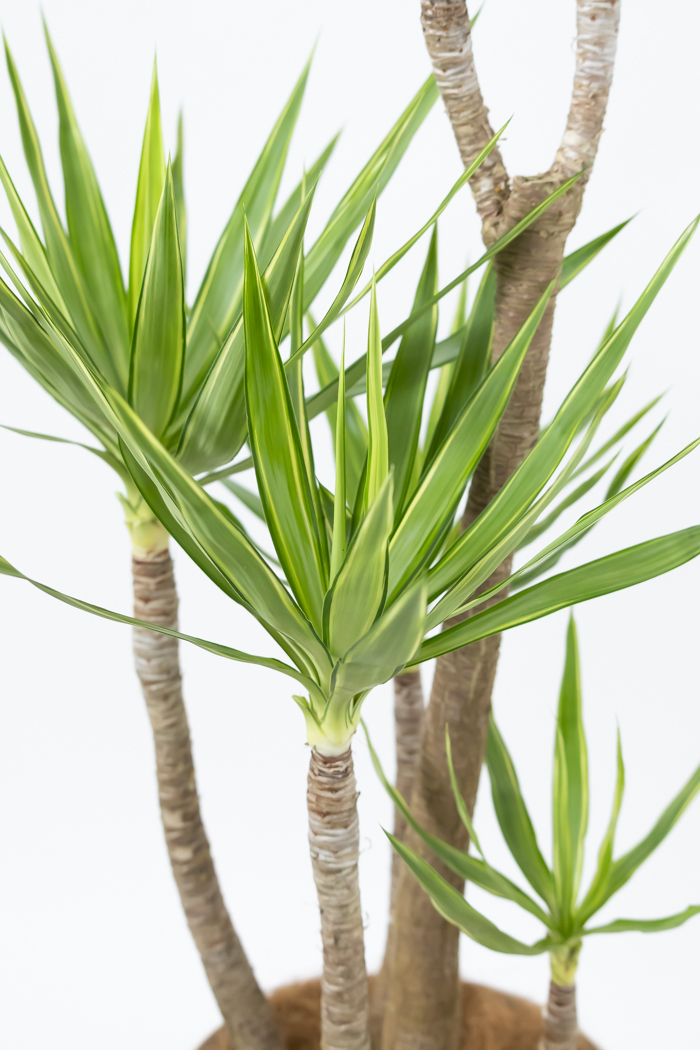 観葉植物 ユッカ斑入り（10号鉢）の写真9枚目