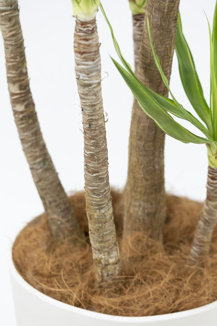 観葉植物 ユッカ斑入り（10号鉢）の写真10枚目