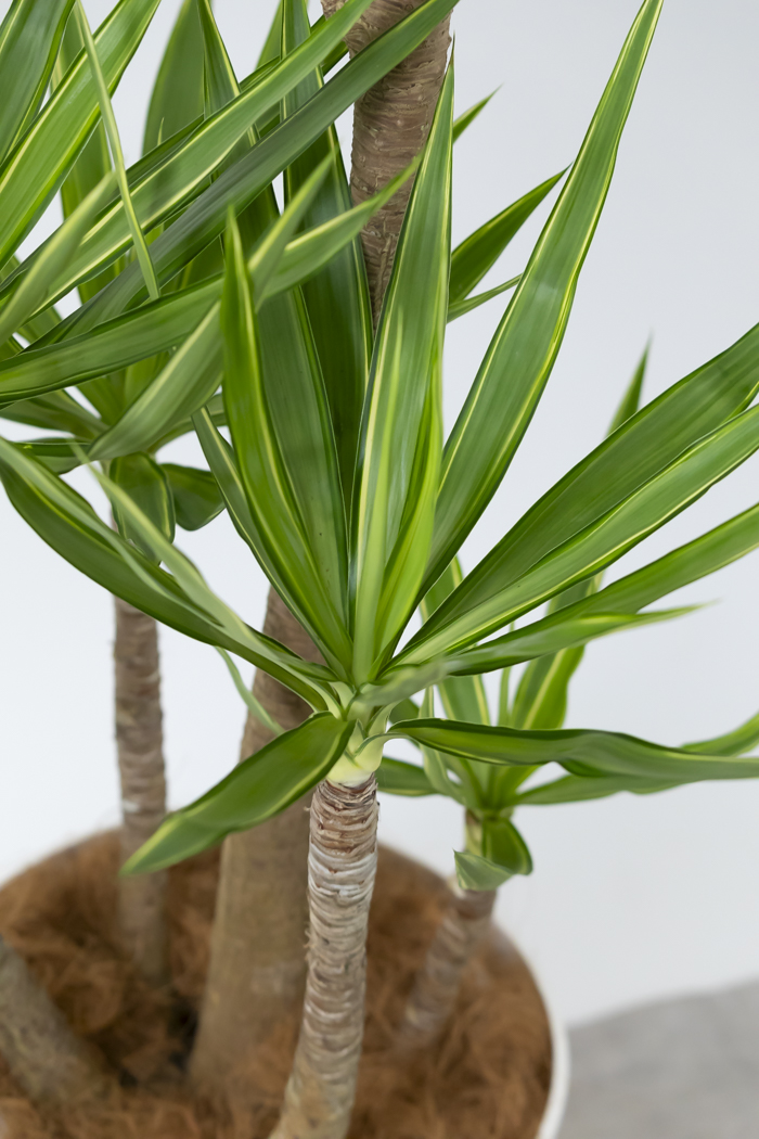 観葉植物 ユッカ斑入り（10号鉢）の写真11枚目
