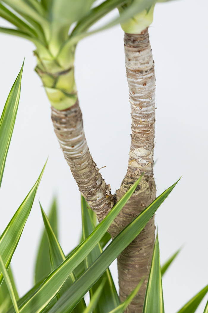 観葉植物 ユッカ斑入り（10号鉢）の写真12枚目
