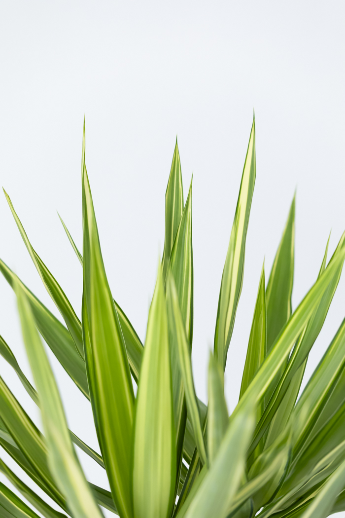 観葉植物 ユッカ斑入り（10号鉢）の写真13枚目