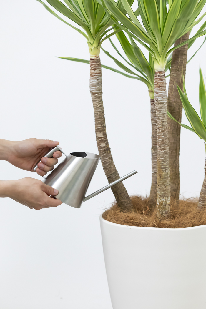 観葉植物 ユッカ斑入り（10号鉢）の写真15枚目