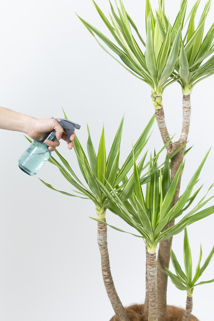 観葉植物 ユッカ斑入り（10号鉢）の写真16枚目