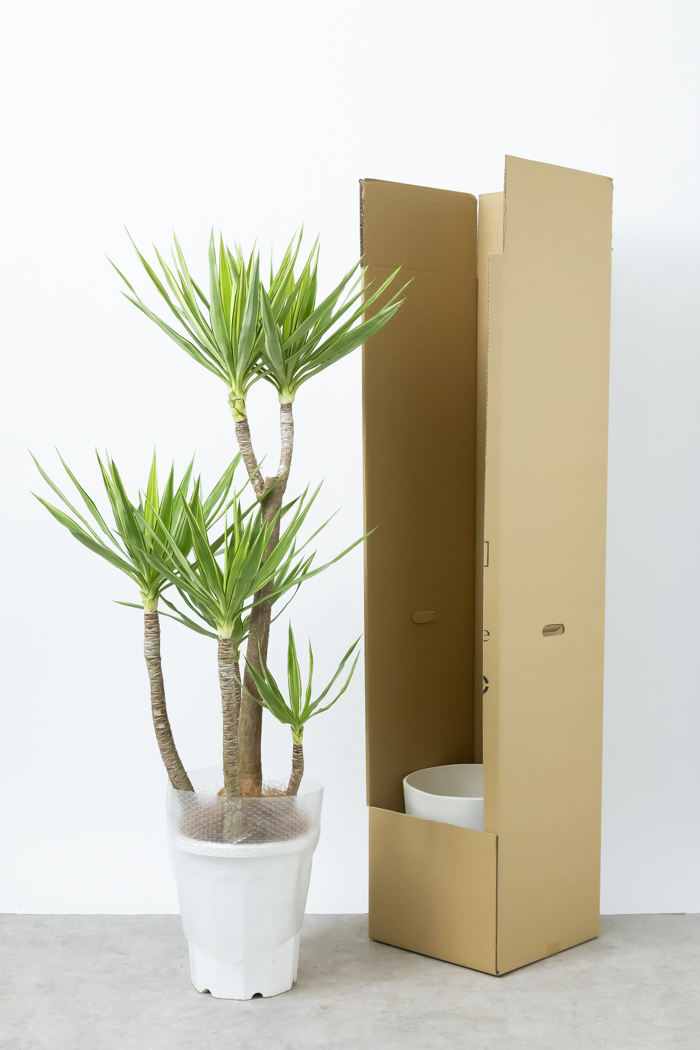 観葉植物 ユッカ斑入り（10号鉢）｜HanaPrime（ハナプライム）