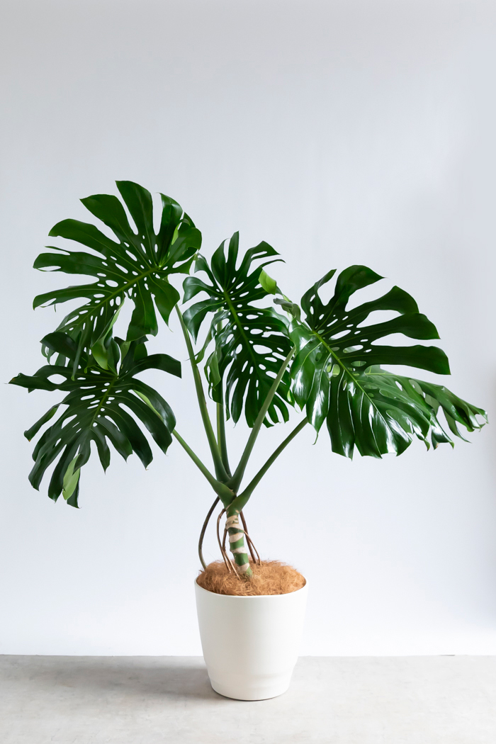 観葉植物 モンステラ 幹立ち（10号鉢）